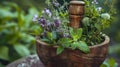 Rustic wooden mortar and pestle with fresh herbs. herbal medicine preparation. natural remedies and traditional pharmacy Royalty Free Stock Photo