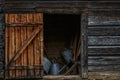 Rustic Wooden Shed with Open Door