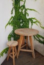 Rustic wooden table and chairs on white wall with green plant background. Interior of cafe or restaurant, detail Royalty Free Stock Photo