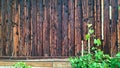 Rustic Wooden Wall Grapevine Nature Texture Aged Detail Grain Royalty Free Stock Photo