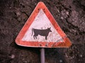 Rustic, worn, warning sign with picture of cow / cattle, against a rough stone wall Royalty Free Stock Photo