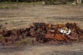 The Rusting Wreck Of An Abandoned Car Royalty Free Stock Photo