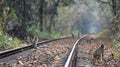 The rustling of leaves caught passengers attention as a group of monkeys darted through the trees along the train tracks Royalty Free Stock Photo