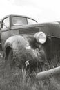 A rusty abandoned jalopy truck sits in a field in the ghost town