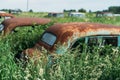 Rusty abandoned vintage cars on green nature landscape Royalty Free Stock Photo