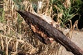 Rusty anchor hook and reed grass