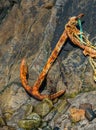 Rusty anchor Royalty Free Stock Photo