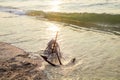 RUSTY ANCHOR WET BEACH SAND AND WHITE SEA WAVE FOAM Royalty Free Stock Photo