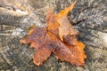 Autumn maple leaf lying on old stump Royalty Free Stock Photo