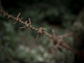 Rusty barb wire in green jungle. Copy space provided. Prison concepts. Royalty Free Stock Photo