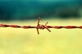 Rusty barb wire on green meadow field Royalty Free Stock Photo