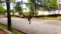 Rusty barbed iron wire at outside Royalty Free Stock Photo