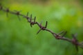 Rusty barbed wire. Barrage of thorns.