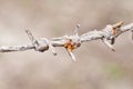 Rusty barbed wire Royalty Free Stock Photo