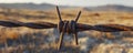 rusty barbed wire in desert landscape at sunset, solitude and isolation concept Royalty Free Stock Photo