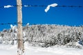 Rusty barbed wire fence against the snow. Winter scene in mountains on cold day. Landscape. Royalty Free Stock Photo