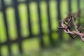 Rusty barbed wire fence close up, shallow depth of field Royalty Free Stock Photo