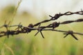 Rusty barbed wire hidden in a grass