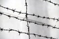 Rusty barbed wire isolated on out focus white-grey background. Royalty Free Stock Photo