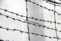 Rusty barbed wire isolated on out focus white-grey background. Royalty Free Stock Photo