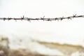 Rusty barbed wire, old wall whitewashed on lime on the background, wallpaper, space for text Royalty Free Stock Photo