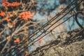 Rusty barbed wire over a concrete fence against the background of rowan trees. Old fence with barbed wire. Selective Royalty Free Stock Photo