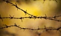 Rusty barbed wire on  sunset Royalty Free Stock Photo