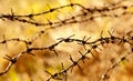 Rusty barbed wire on sunset Royalty Free Stock Photo