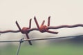 Rusty barbwire macro - barbed wire closeup Royalty Free Stock Photo