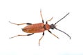 Rusty beetle on a white background