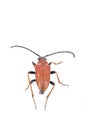 Rusty beetle on a white background