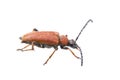 Rusty beetle on a white background