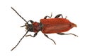 Rusty beetle on a white background