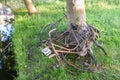 Rusty bicycles that have been lifted from a ditch