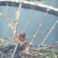 Rusty Bike By Water