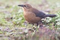 Rusty Blackbird