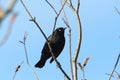 Rusty Blackbird Royalty Free Stock Photo