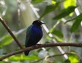 Rusty blackbird Royalty Free Stock Photo