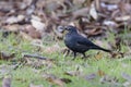 Rusty Blackbird bird