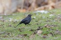 Rusty Blackbird bird