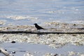 Rusty Blackbird (Emphagus carolinus) Reflections Lake Palmer Alaska Royalty Free Stock Photo