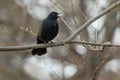 Rusty Blackbird - Euphagus carolinus