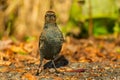 Rusty Blackbird - Euphagus carolinus Royalty Free Stock Photo