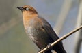 Rusty Blackbird (Euphagus carolinus) Royalty Free Stock Photo