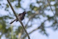 Singing Rusty Blackbird Royalty Free Stock Photo