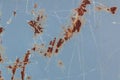 Rusty blue metal surface background texture structure texture Royalty Free Stock Photo