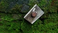 Rusty bolt head on old wood against a moss wall background