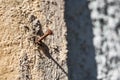 Rusty bolt screwed into a old stone wall