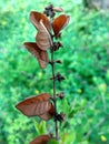 Rusty branch on a blurry green flower background