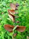 Rusty branch on a blurry green flower background